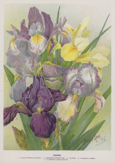 Irises by Marie Low